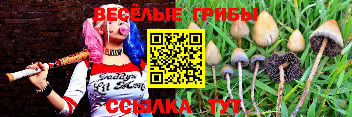Галлюциногенные грибы Cubensis  Вход с VPN  Сердобск 
